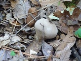 Lycoperdon molle image