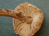 Lepiota helveola image