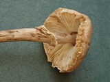 Lepiota helveola image