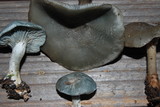Clitocybe odora var. pacifica image