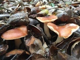Rhodocollybia butyracea image