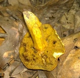 Aureoboletus innixus image