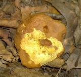 Aureoboletus innixus image