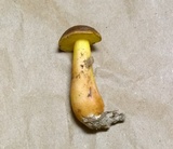 Aureoboletus auriporus image