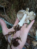 Megacollybia rodmanii f. murina image