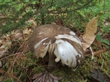 Megacollybia rodmanii f. murina image