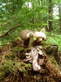 Megacollybia rodmanii f. murina image