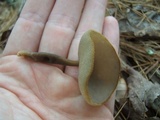 Helvella macropus image