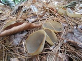 Helvella macropus image