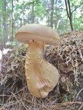 Tylopilus felleus image