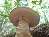 Tylopilus felleus image