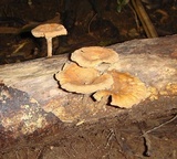 Panus ciliatus image