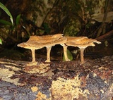 Panus ciliatus image
