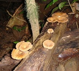 Panus ciliatus image