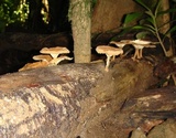 Panus ciliatus image