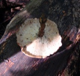 Panus ciliatus image