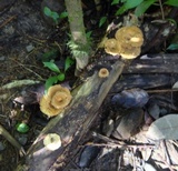 Panus ciliatus image