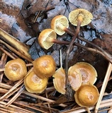 Xeromphalina cauticinalis image