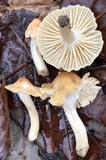 Cuphophyllus pratensis image