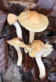 Cuphophyllus pratensis image
