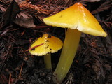 Hygrocybe acutoconica image
