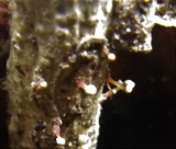 Tubercularia lateritia image