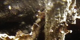 Tubercularia lateritia image
