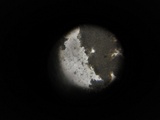 Tubercularia lateritia image