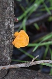 Dacryopinax spathularia image