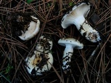 Hygrophorus gliocyclus image