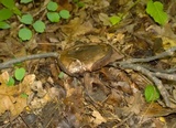 Tylopilus atronicotianus image