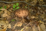 Tylopilus atronicotianus image