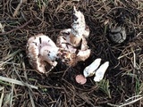 Agaricus fuscovelatus image