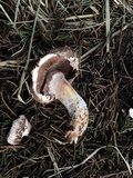 Agaricus fuscovelatus image