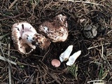 Agaricus fuscovelatus image