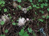 Clavulina coralloides image