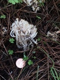 Clavulina coralloides image