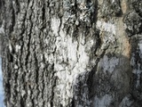 Julella fallaciosa image