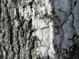 Julella fallaciosa image