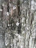 Aleurodiscus oakesii image