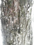 Aleurodiscus oakesii image