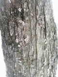Aleurodiscus oakesii image