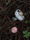 Hygrophorus gliocyclus image