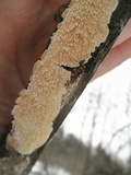 Irpex lacteus image