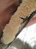 Irpex lacteus image