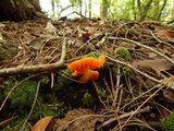 Humidicutis marginata image