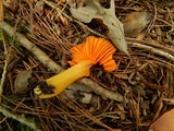 Humidicutis marginata image