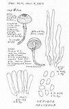 Lepiota helveola image