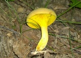 Phylloporus rhodoxanthus image