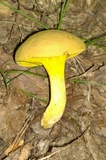 Phylloporus rhodoxanthus image